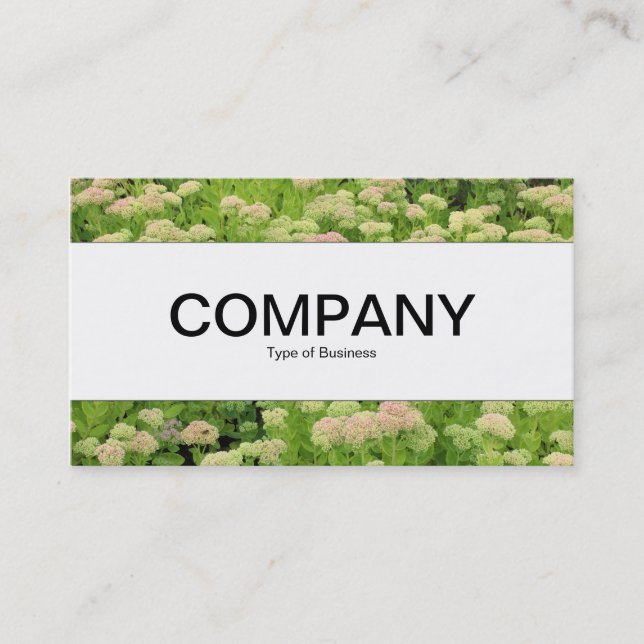 Carte De Visite Centre Band - Sedum (Autumn Joy) (Devant)