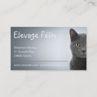 Carte de visite chat, élevage félin