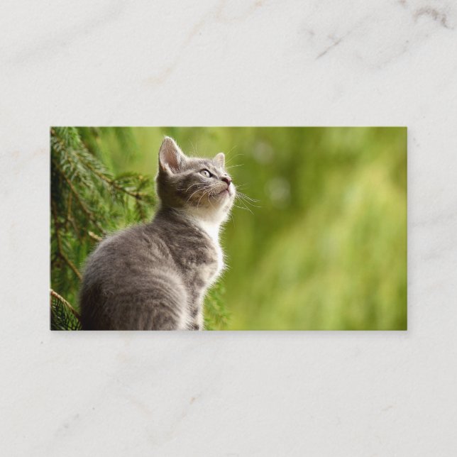 Carte De Visite Chaton curieux (Devant)