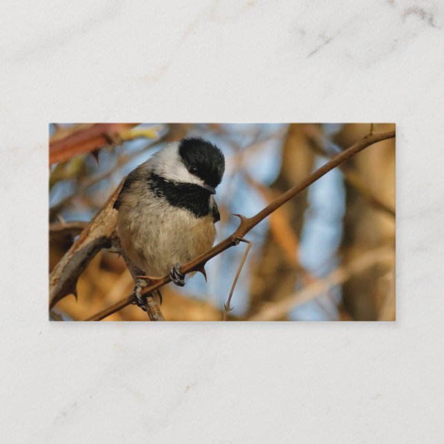 Carte De Visite Chickadee Songbird, Joli Espérant (Devant)