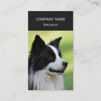 Carte De Visite Chien de berger border collie noir et blanc