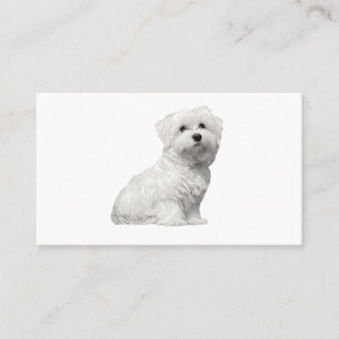 Carte De Visite Chien maltais mignon assis chiot
