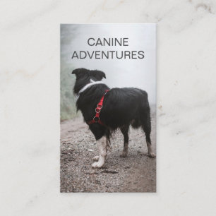Carte De Visite Chien Marcheur Chien Randonnées Et Soins Aux Anima