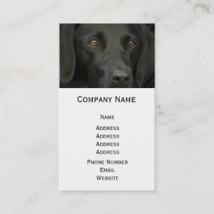 Carte De Visite Chien noir de Labrador