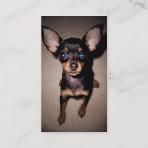 Carte De Visite chiot de pinscher miniature