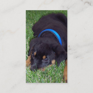 Carte De Visite chiot de rottweiler