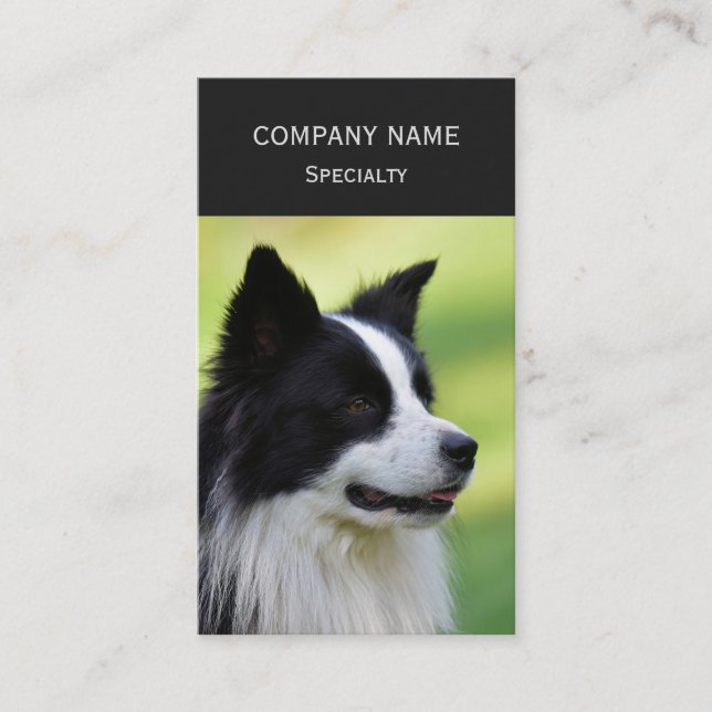 Carte De Visite Collie Chien noir et blanc (Devant)