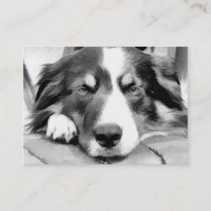 CARTE DE VISITE COLLIE FRONTALIÈRE