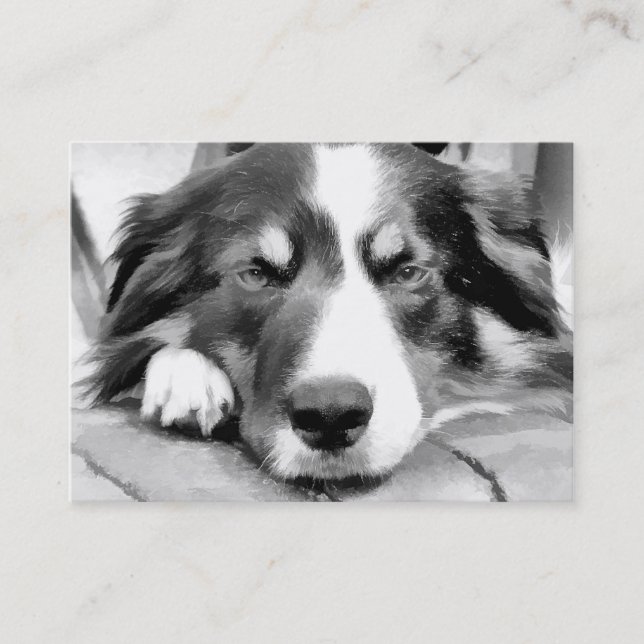 CARTE DE VISITE COLLIE FRONTALIÈRE (Devant)