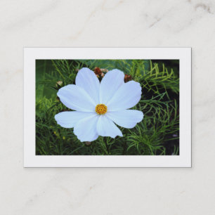 Carte De Visite Cosmos blancs (Bordé)