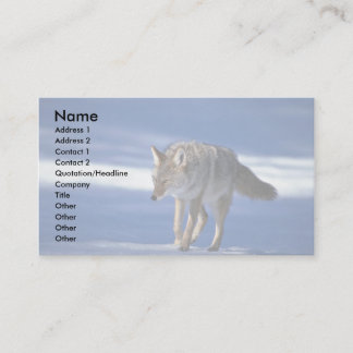 Carte De Visite Coyote sur la neige