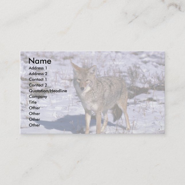 Carte De Visite Coyote sur la neige (Devant)
