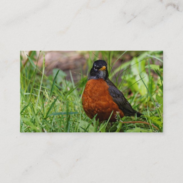 Carte De Visite Curieux oiseau-chanteur américain Robin dans l'her (Devant)