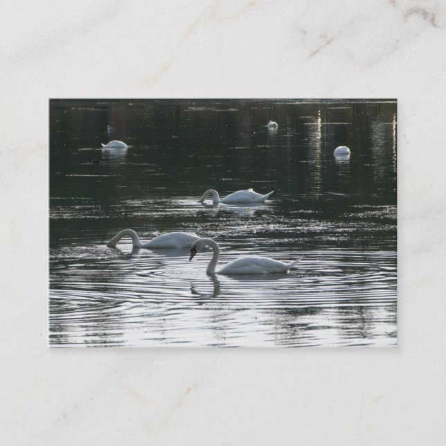 Carte De Visite Cygnes (Devant)