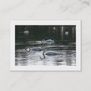 Carte De Visite Cygnes (ordonnés)