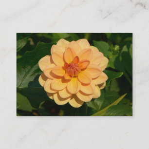 Carte De Visite Dahlia 'David Howard'