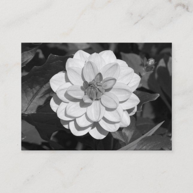 Carte De Visite Dahlia 'David Howard' B&W (Devant)