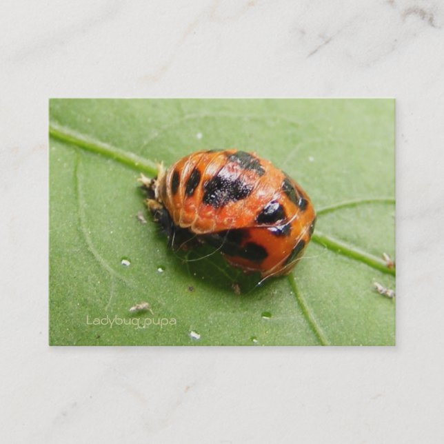 Carte De Visite ~ de calendrier de chrysalides de coccinelle (Devant)