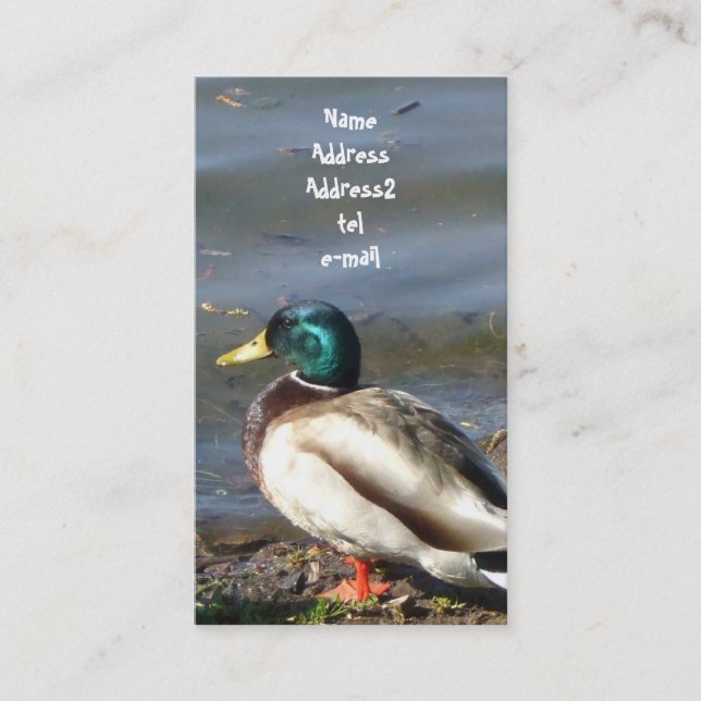 Carte de visite de canard de Mallard (Devant)