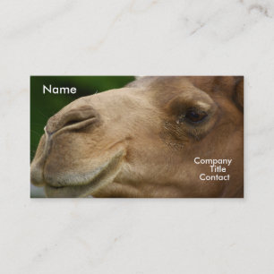 Carte de visite de chameau