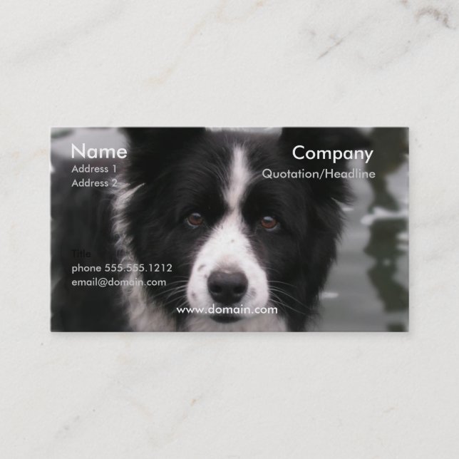 Carte de visite de chien de border collie (Devant)