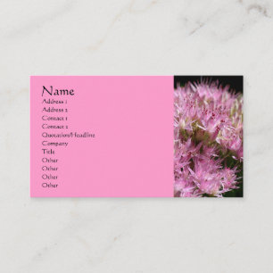 Carte de visite de photographie rose Sedum