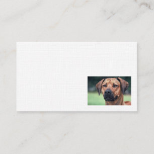 Carte de visite de toile de Rhodesian Ridgeback