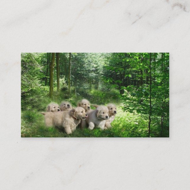 Carte de visite d'éleveur de golden retriever (Devant)