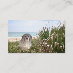 Carte de visite d'éleveur de golden retriever