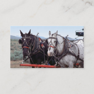 Carte de visite d'équipe de cheval