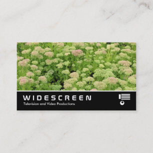 Carte De Visite Écran large 0424 - Sedum (Automne Joy)