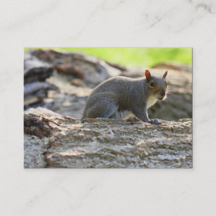 Carte De Visite Écureuil gris