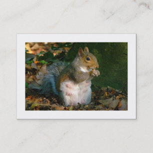 Carte De Visite Écureuil gris (Bordé)