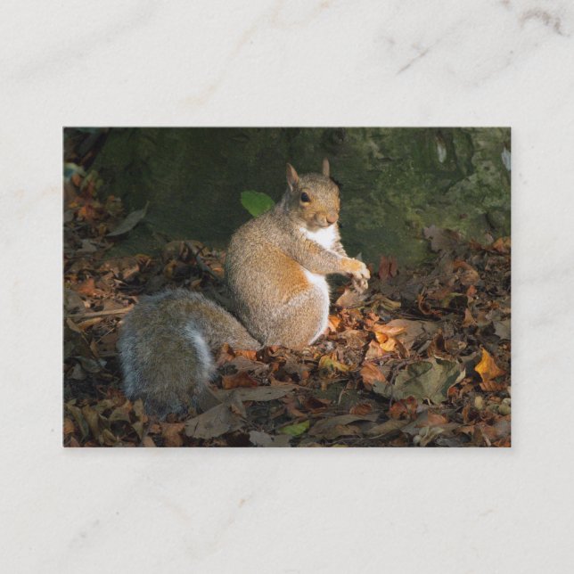 Carte De Visite Écureuil gris - Bute Park, Cardiff, Pays de Galles (Devant)