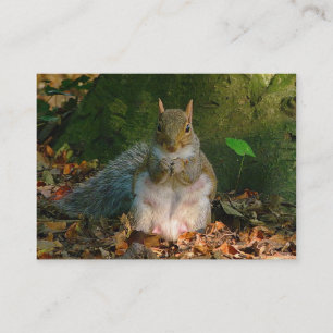 Carte De Visite Écureuil gris - Bute Park, Cardiff, Pays de Galles