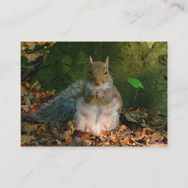 Carte De Visite Écureuil gris - Bute Park, Cardiff, Pays de Galles (Devant)