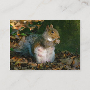 Carte De Visite Écureuil gris - Bute Park, Cardiff, Pays de Galles