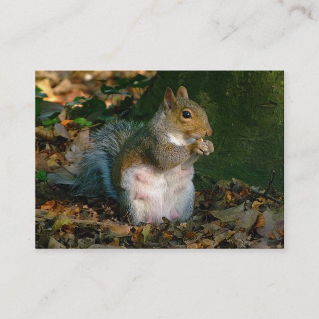 Carte De Visite Écureuil gris - Bute Park, Cardiff, Pays de Galles (Devant)