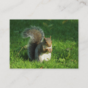 Carte De Visite Écureuil Gris Mangeant des noix, Bute Park, Cardif