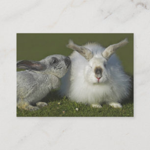 Carte De Visite Éleveur angora de lapin, magasin d'animal familie