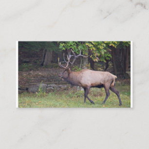 Carte De Visite Elk 2