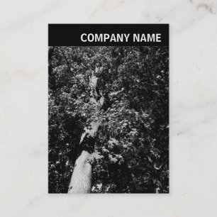 Carte De Visite En-tête V - Image - Arborescence du plan