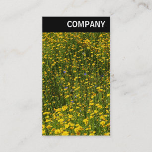 Carte De Visite En-tête V - Lit de marguerites jaunes