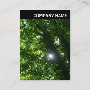 Carte De Visite En-tête V - Photo - Soleil dans les arbres