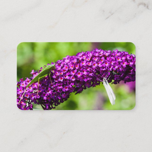 Carte De Visite énergie katydone (Devant)