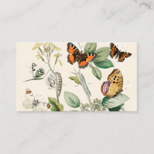 Carte De Visite European Butterflies Moths William Forsell Kirby