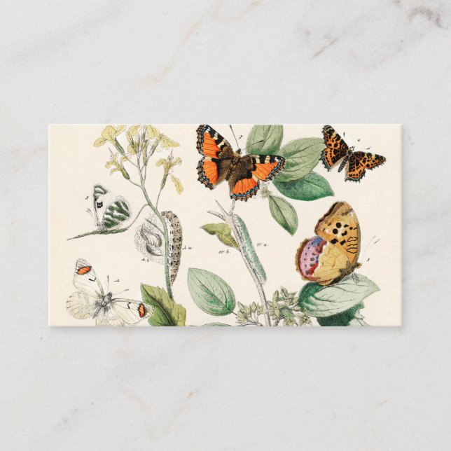 Carte De Visite European Butterflies Moths William Forsell Kirby (Devant)