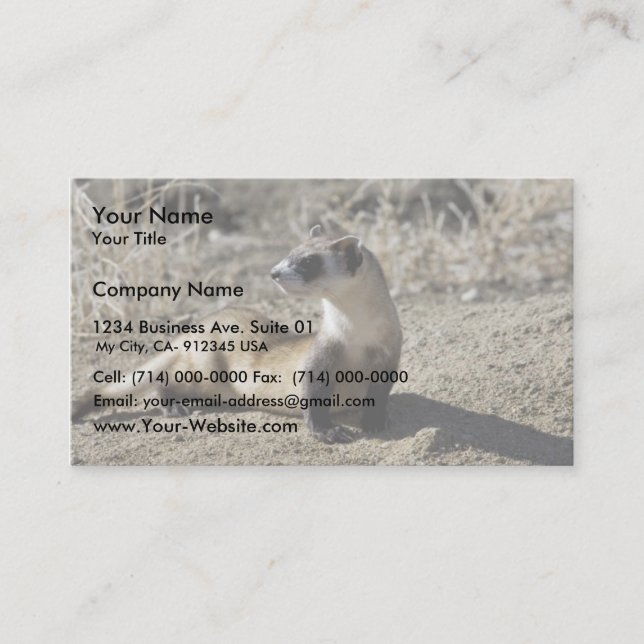 Carte De Visite Ferret à pied noir (captif) (Devant)