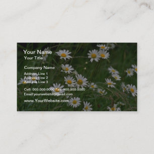 Carte De Visite fleurs blanches de l'Oxeye