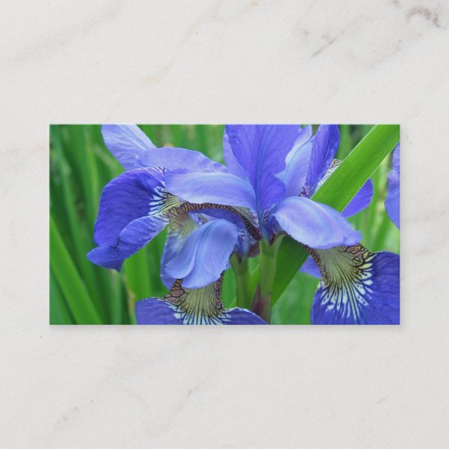 Carte De Visite fleurs d'iris bleues (Devant)